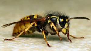 common_wasp_vespula_paravespula_vulgaris-by-martin-cooper