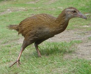 weka-wikimedia-commons-public-domain